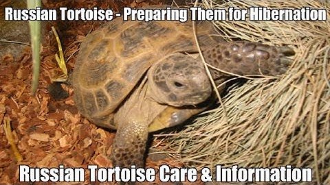 The Russian Tortoise - Preparing Them for Hibernation