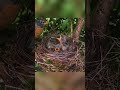 American Robin Survival Story: Protecting the Nest From a Giant Crow