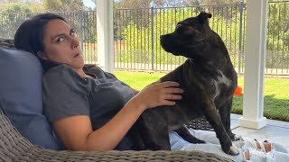 Hilarious moment when dog realizes who she's sitting on