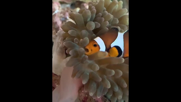 イソギンチャクをハムハムするクマノミ Youtube