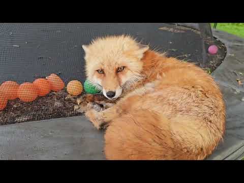 Chowder and Cassie in the fox yard