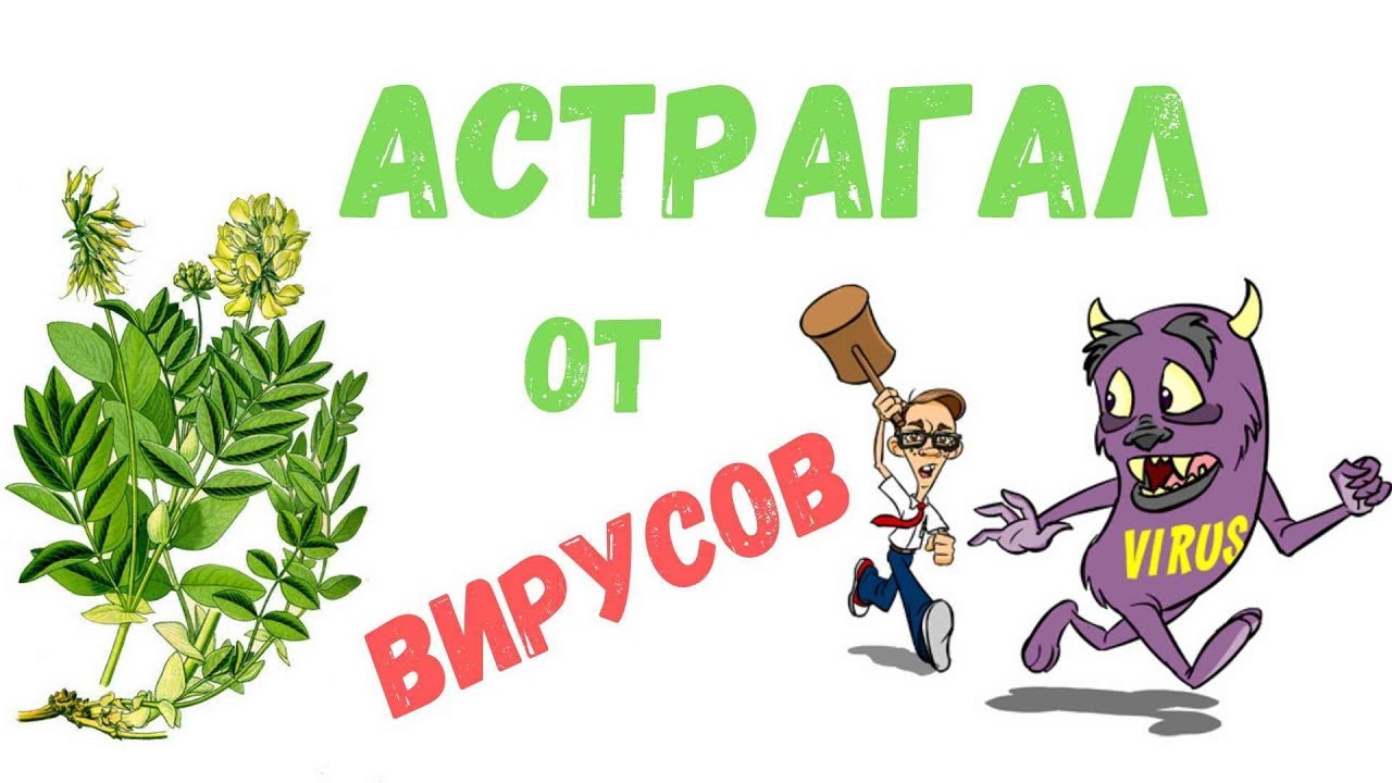Астрагал трава: лечебные свойства и противопоказания, приготовление и применение.