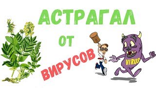 Астрагал трава: лечебные свойства и противопоказания, приготовление и применение.