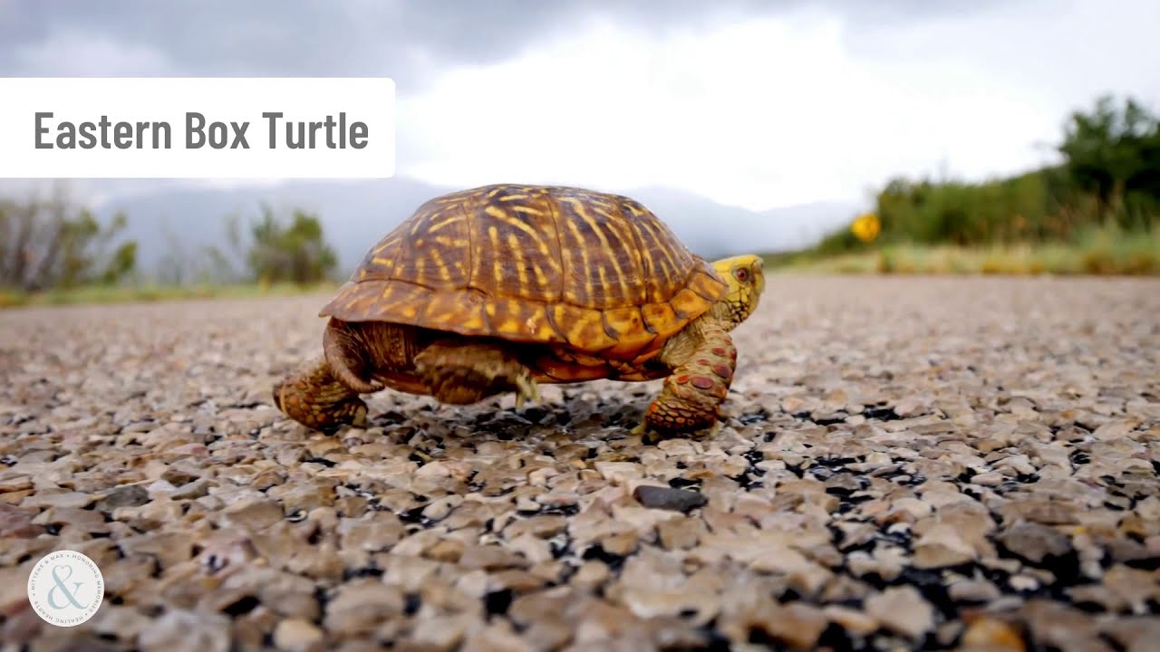 Черепаха ползет со скоростью. Черепаха на дороге. Черепаха Сток. Черепаха в коробочке. Черепаха пересекает финишную.