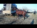 Лошади, базар, Чечня.