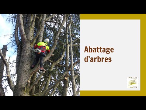 Vídeo: Per a què serveixen els troncs d'arbres?