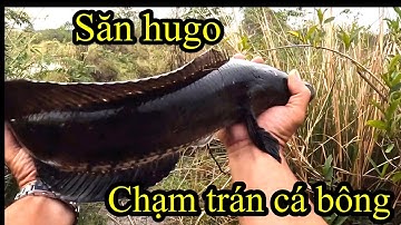 @ÔNG3BỰ săn đen đụng phải bông#video  dăn cá lóc#clip  câu cá lóc tự nhiên#