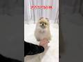 おやつがないと何もやらない犬 #funny #dog