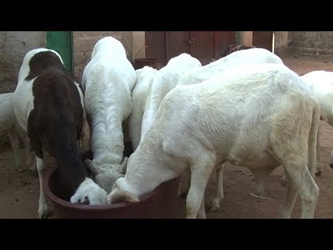 Vidéo: Comment Garder Les Moutons