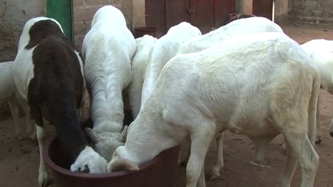 Réussir élever des moutons à la maison