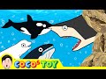바닷속 아기 고래 친구들ㅣ범고래, 벨루가, 혹등고래, 어린이만화, 고래만화ㅣ꼬꼬스토이