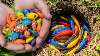 Catch Beautiful Aquarium Fish in Small Pond Baby Turtle, Nemo Betta Fish, Tamasaba Fish, Comet Fish