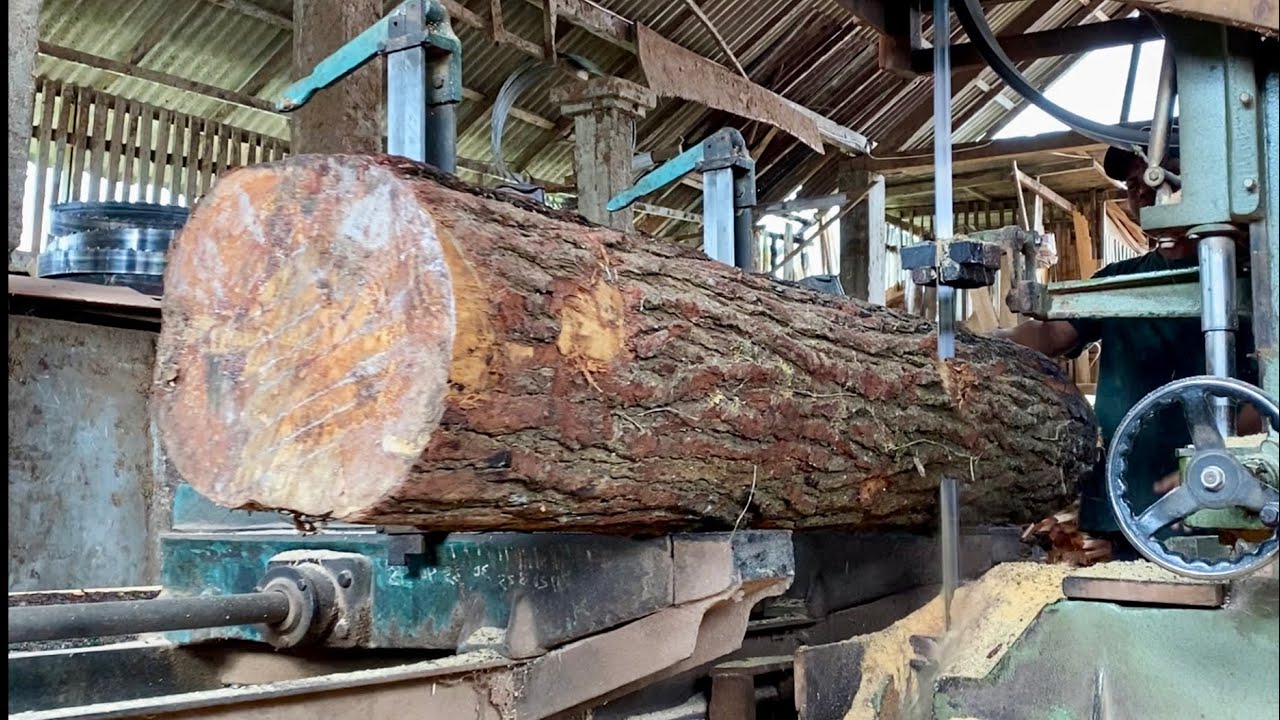 The process of sawing decent quality pine wood at a well-known lumber ...