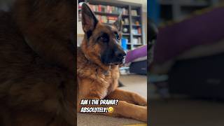 Drama#funny #dog #germanshepherd #viral #trending #gsd #doglover #shorts #comedy #dogs #pets #fyp