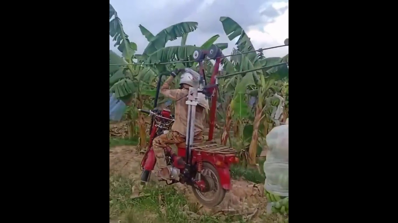 banana delivery system
