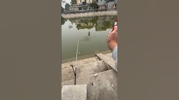 CÂU RÔ PHI MÙA ĐÔNG CHẬM ĂN | THỬ THEO CÔNG THỨC CỦA EM XEM SAO...#kimlongtonghop #rophilaoquy