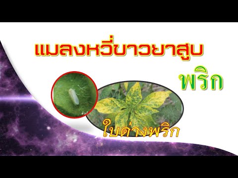 แมลงหวี่ขาวยาสูบในพริก(ป้องกันกำจัดอย่างไร)