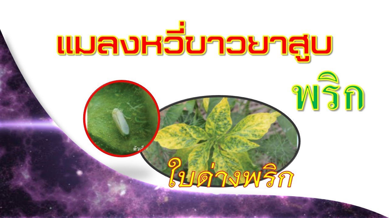 แมลงหวี่ขาวยาสูบในพริก(ป้องกันกำจัดอย่างไร)