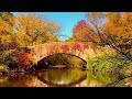 [4K]🍂Central Park, Autumn Walk in NYC/October 31.2020