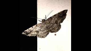 Stay Awake & Dream Demo Sd 480P