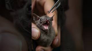 This Tiny Bat Will Make You Laugh Out Loud!