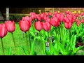 4K- How To Grow Beautiful Tulip Flowers in your Garden, like a Dream? 4K- How To Grow Beautiful Tulip Flowers in your Garden, like a Dream?