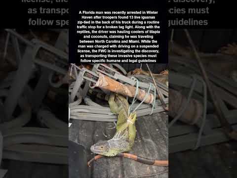 Florida Man Found With Live Iguanas Zip Tied In His Truck