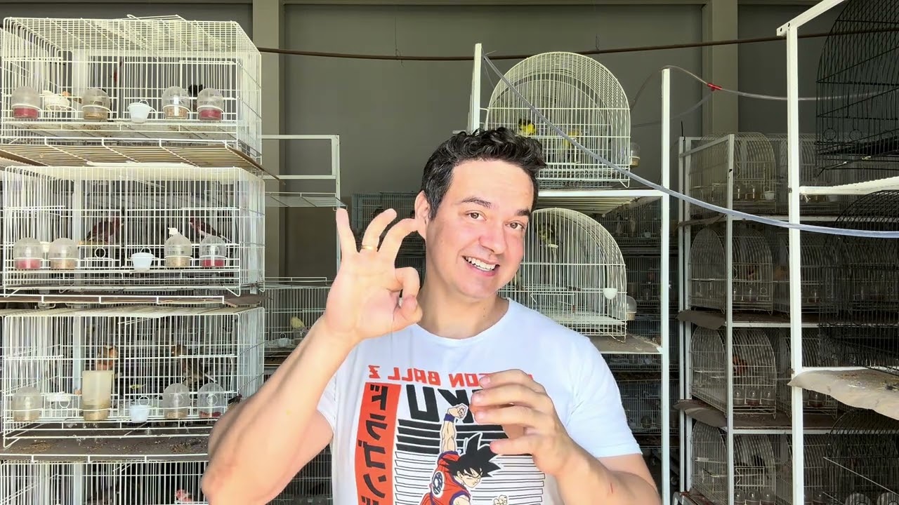 Separando filhotes Arlequim Português