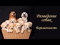 Разведение собак. Беременность.