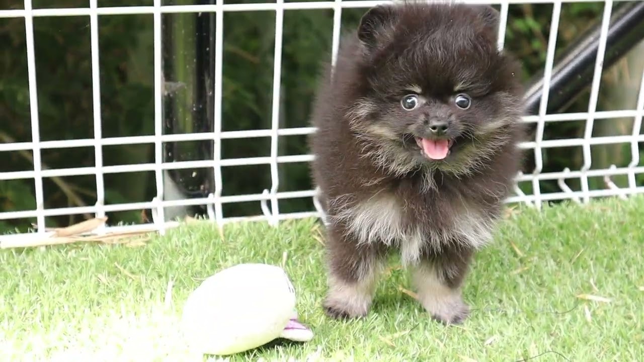 ポメラニアン 静岡県 男の子 22年4月15日 ブラックタン ころころブラックタン みんなのブリーダー 子犬id 25