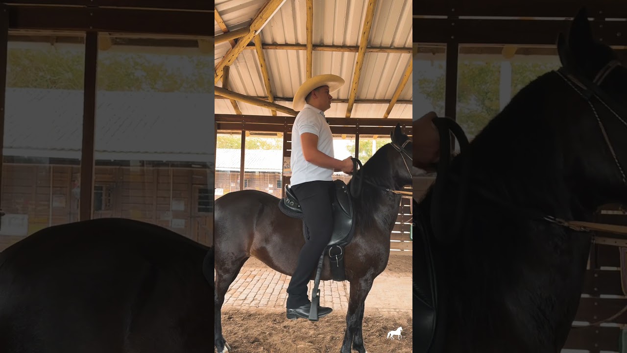 🐴 ¿Estas montando bien a caballo? Aprende que si debes hacer 💚