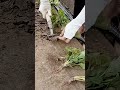 cool skill of farmers planting sweet potato seedlings in beds #shorts