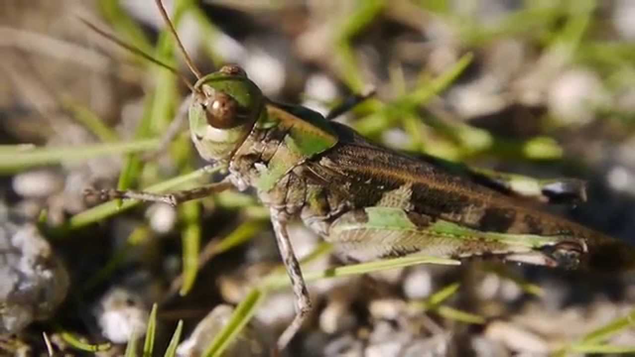 クルマバッタモドキ Oedaleus Infernalis 緑色型 Youtube