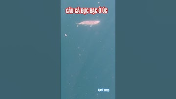 Đi câu cá đục bạc ở Úc| Silver whiting  fishing #fishing #whiting