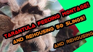 [TARANTULA FEEDING] || HOW TO REHOUSE A TARANTULA SLING by Redd 75 views 3 years ago 7 minutes, 26 seconds