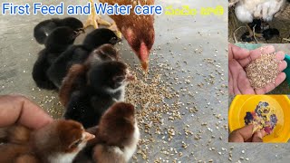 జాతి కోడిపిల్లల మొదటి ఆహారం, సంరక్షణ | Desi breed chicks first feeding care