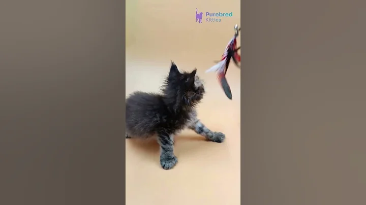 Video 8840621: tabby maine coon kitten, tabby polydactyl maine coon, spotted tabby maine coon, tabby maine coon female, black tabby maine coon, gorgeous maine coon kitten