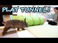 Giant Rabbit Plays in a Tunnel Toy!( ジャイアントうさぎ、トンネルで遊ぶ!)
