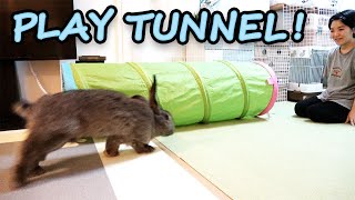 Giant Rabbit Plays in a Tunnel Toy!（ ジャイアントうさぎ、トンネルで遊ぶ！） by Jabba The Rabbit 49,577 views 3 years ago 4 minutes, 25 seconds