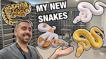 INSANE HOLDBACKS! NEW SNAKES AND WORLDS FIRST COMBOS! | BALL PYTHONS #REPTILES #SNAKES # BALLPYTHONS