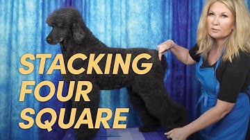 The Importance of Stacking Your Dog Four Square