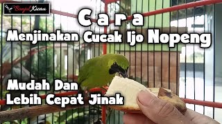 Cara Menjinakan Cucak Ijo Bahan Nopeng Dengan Mudah  Pakai Cara Ini Terbukti Ampuh  BONJOL KICAU