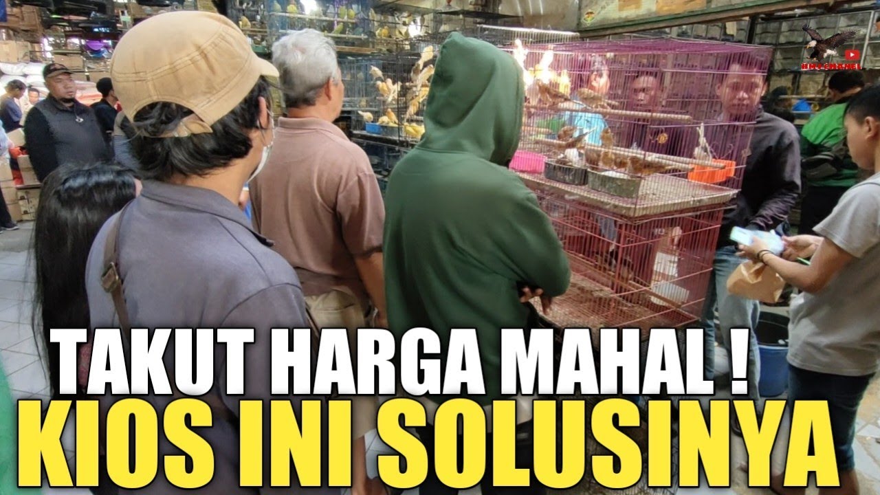 REZEKI PAGI ! BELI BURUNG TAKUT HARGA MAHAL, KIOS INI SOLUSINYA, DI