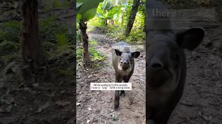 This is my coworker now 💀#tapir #animalkeeper#fyp#recuse#love