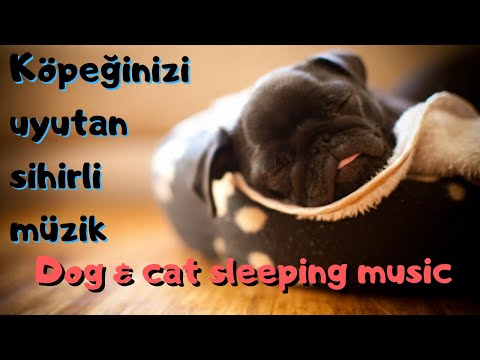 Köpekleri uyutan müzik Köpek kedi uyku müziği. / Relax Dog and cat sleeping music