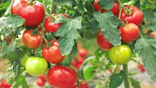 Can I grow tomatoes in a container?