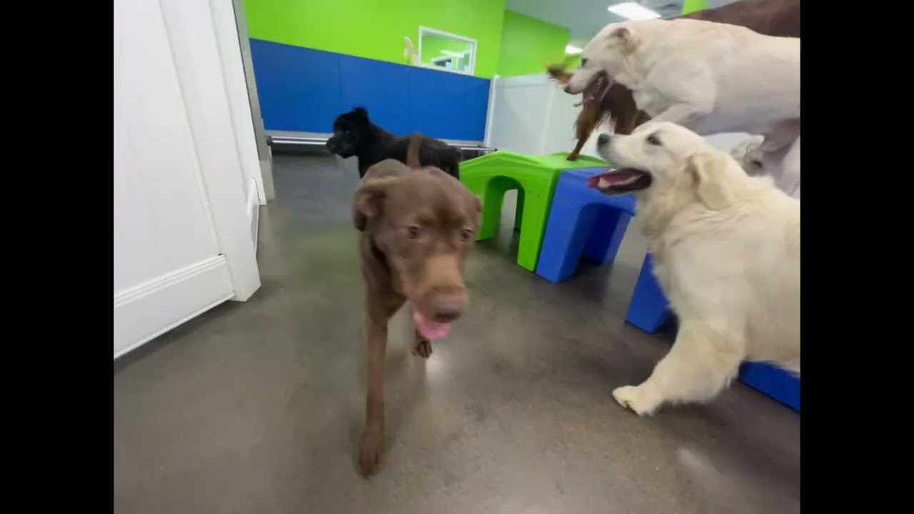 Tongues-Out Thursday😛🐶