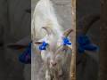 Deonar Bakra Mandi..#shorts #deonarbakra #deonarmandi #bakramandi #goats #bakra #animals #trending