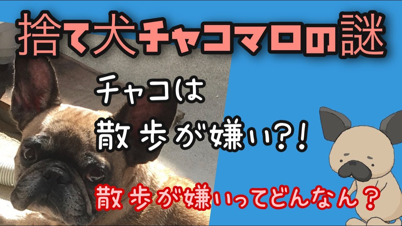 捨て犬チャコマロの謎02 チャコマロは散歩が嫌い 散歩が嫌いな犬の散歩とはどんな感じか見てみましょう Youtube 捨て犬チャコマロの謎02 チャコマロは散歩が嫌い 散歩が嫌いな犬の散歩とはどんな感じか見てみましょう Youtube