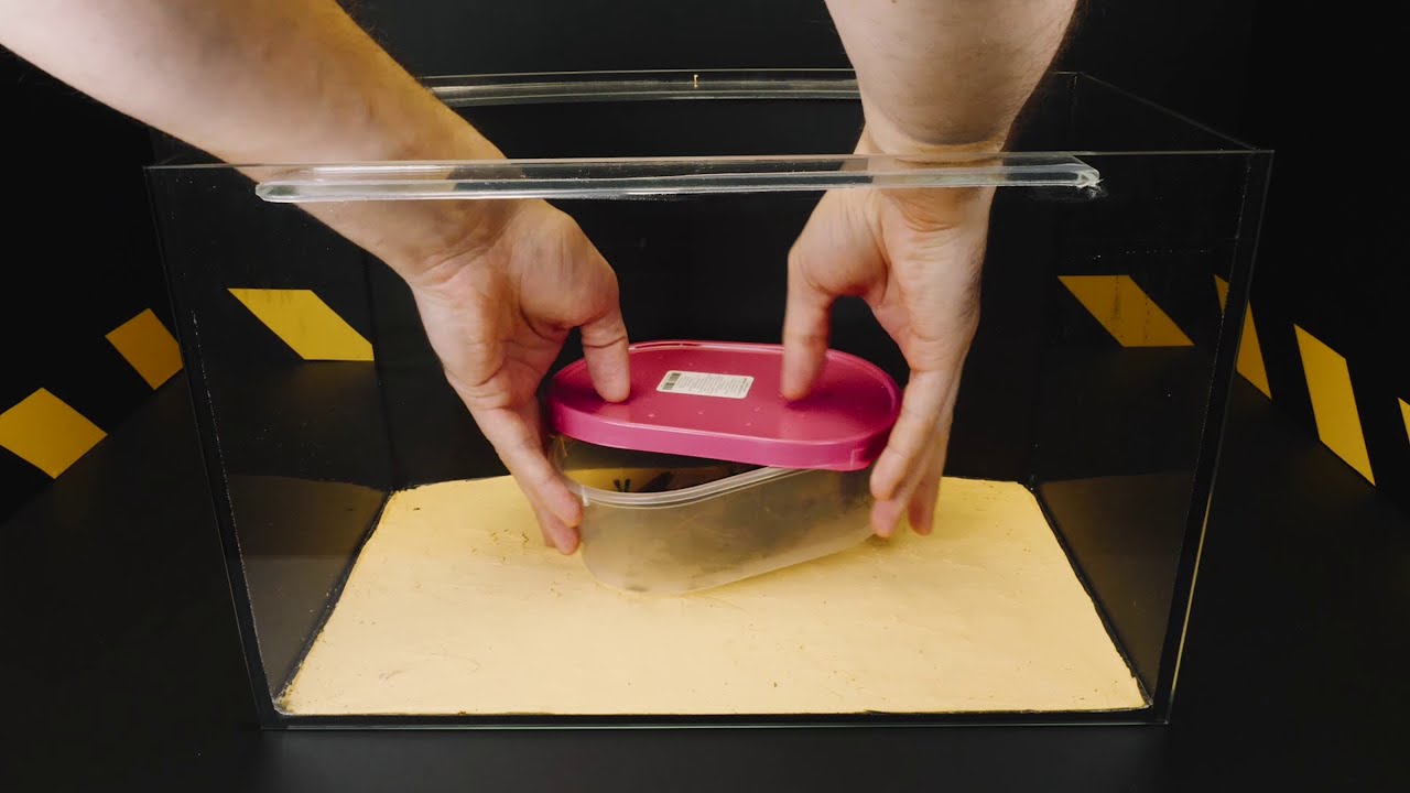 飢えたカマキリは巨大なワタリバッタを見たらどうなるか 昆虫の戦闘 Youtube